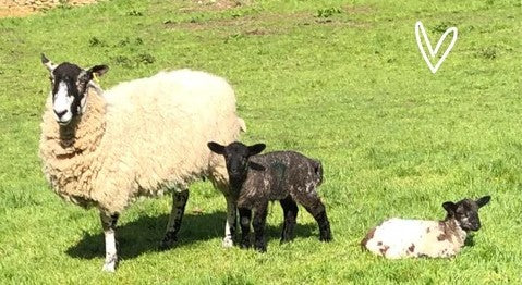 Lulu's Lambs